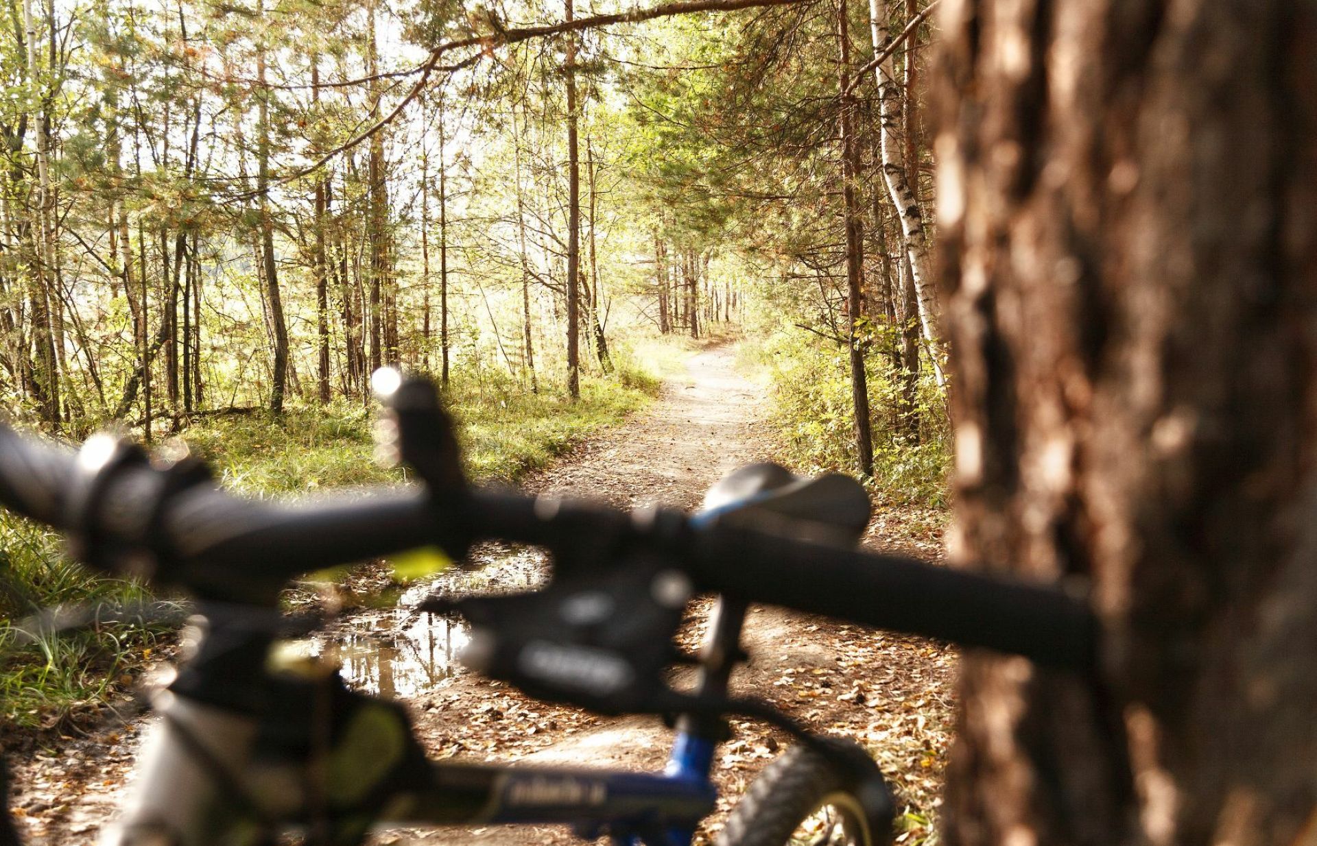Mountainbike in een herfstig bos