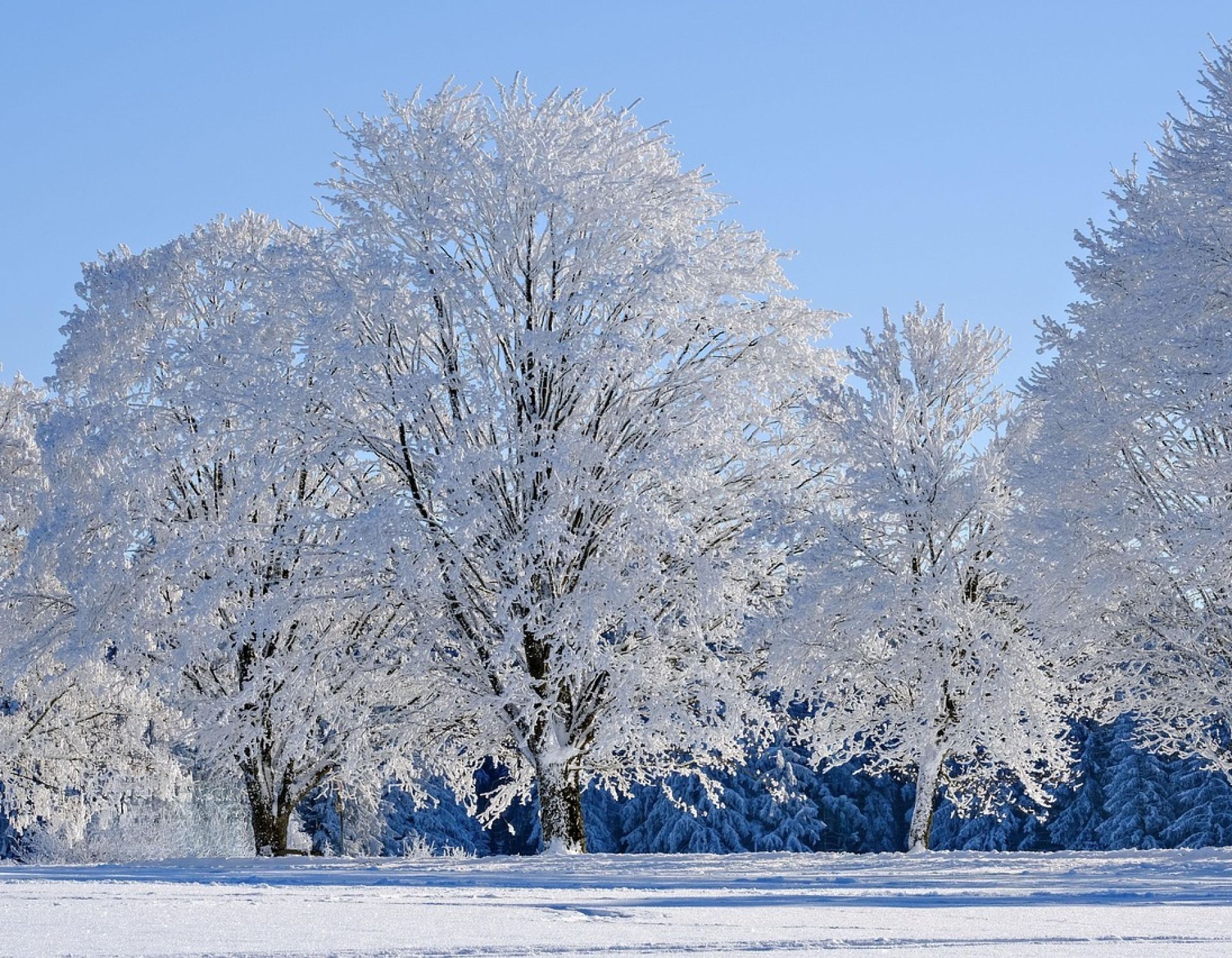 Sneeuw en bomen